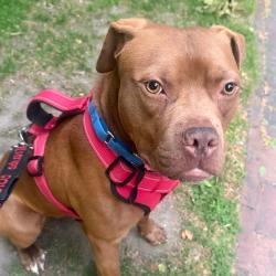 Shelter Stray Male Dog last seen , Philadelphia, PA 19140