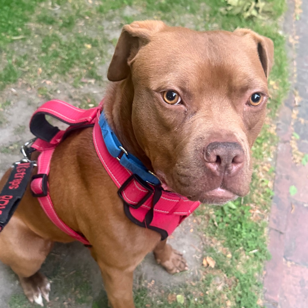 Shelter Stray Male Dog last seen , Philadelphia, PA 19140