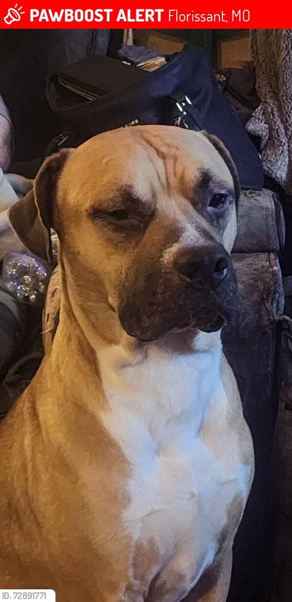 Lost Male Dog last seen Lindsey ln and hammes de, Florissant, MO 63031