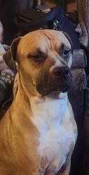 Lost Male Dog last seen Lindsey ln and hammes de, Florissant, MO 63031