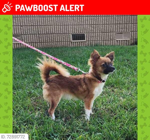 Lost Female Dog last seen Trogdon Country Trail , Randolph County, NC 27317