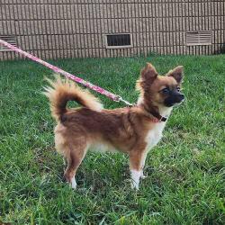 Lost Female Dog last seen Trogdon Country Trail , Randolph County, NC 27317