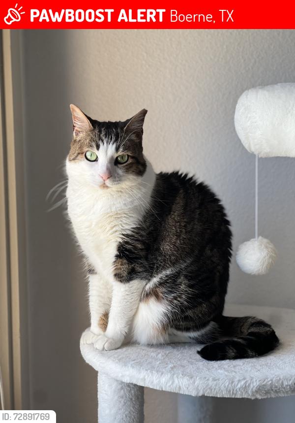 Lost Female Cat last seen Southglen , Boerne, TX 78015