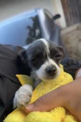 Found/Stray Unknown Dog last seen The wash, San Bernardino, CA 92404