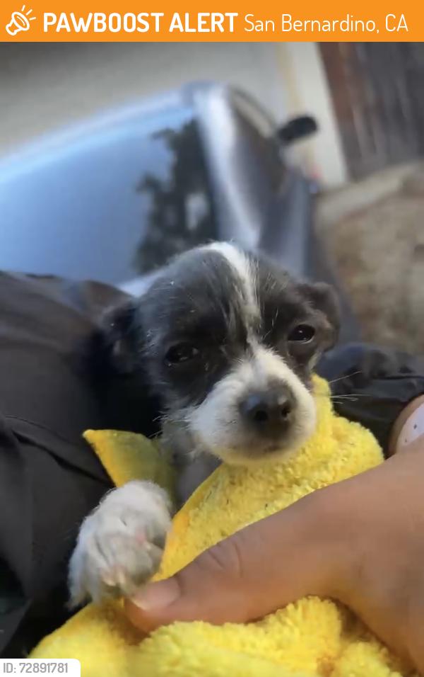 Found/Stray Unknown Dog last seen The wash, San Bernardino, CA 92404