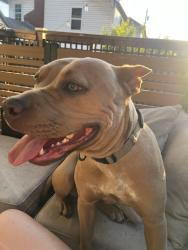 Found/Stray Female Dog last seen Nw 14th OKC ok , Oklahoma City, OK 73107