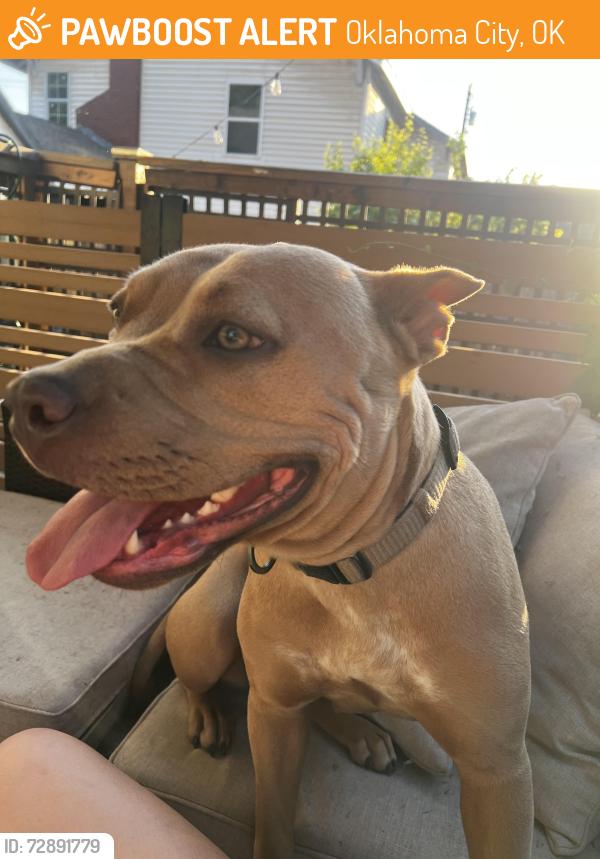 Found/Stray Female Dog last seen Nw 14th OKC ok , Oklahoma City, OK 73107