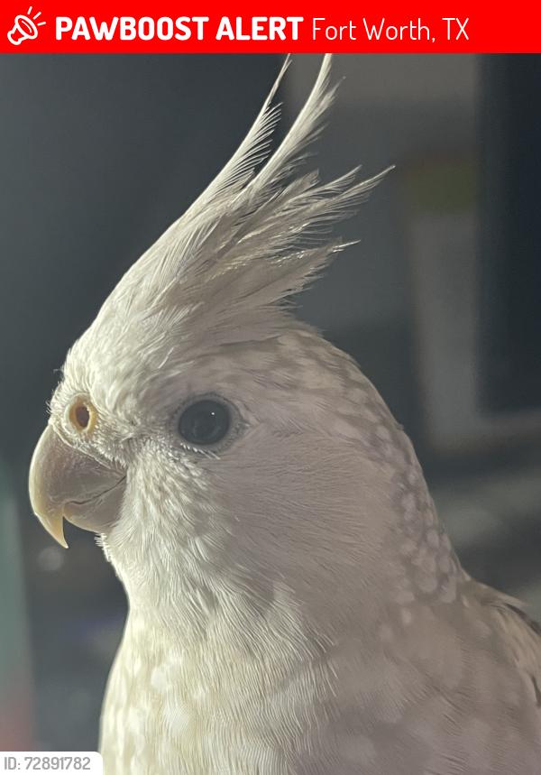 Lost Unknown Bird last seen Old Decatur road, Fort Worth, TX 76179
