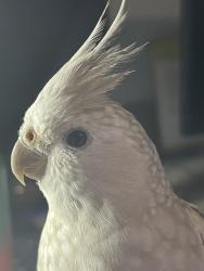 Lost Unknown Bird last seen Old Decatur road, Fort Worth, TX 76179