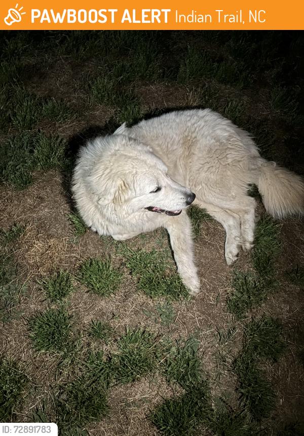 Found/Stray Female Dog last seen Indian Trail, Indian Trail, NC 28104
