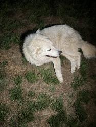 Found/Stray Female Dog last seen Indian Trail, Indian Trail, NC 28104
