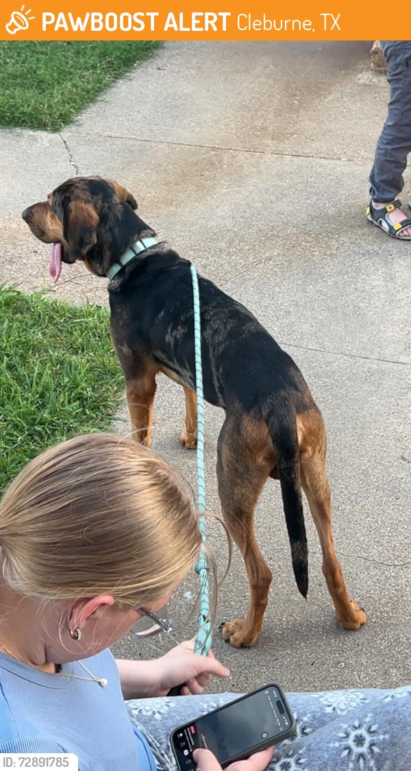 Found/Stray Male Dog last seen Nolan river and short st Cleburne , Cleburne, TX 76033
