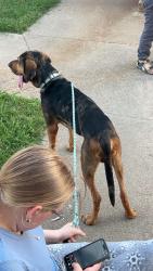 Found/Stray Male Dog last seen Nolan river and short st Cleburne , Cleburne, TX 76033