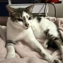 Lost Male Cat last seen Idlewild, Tampa, FL 33614