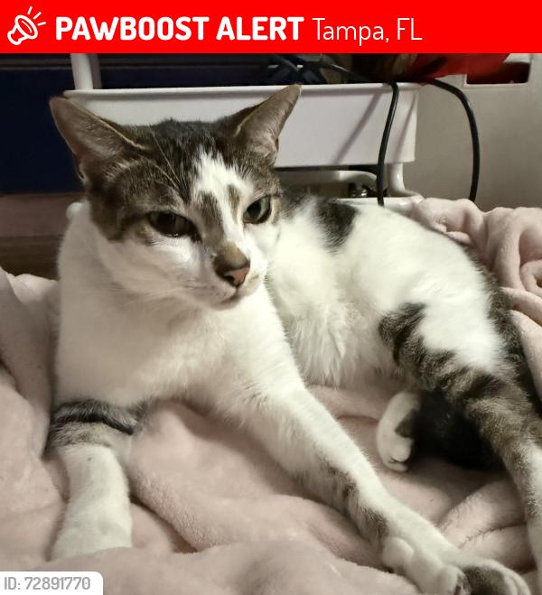 Lost Male Cat last seen Idlewild, Tampa, FL 33614
