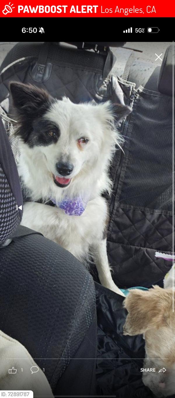 Lost Female Dog last seen Normandie ave and Florence ave , Los Angeles, CA 90044