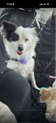 Lost Female Dog last seen Normandie ave and Florence ave , Los Angeles, CA 90044