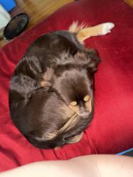 Reunited Male Dog last seen Ida and mtvernon or pawnee and ida st , Wichita, KS 67211