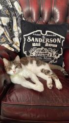 Lost Male Cat last seen LONGFIELDS CHIPPY, OFF CROFT ROAD, Hoyland, England S74 9HJ