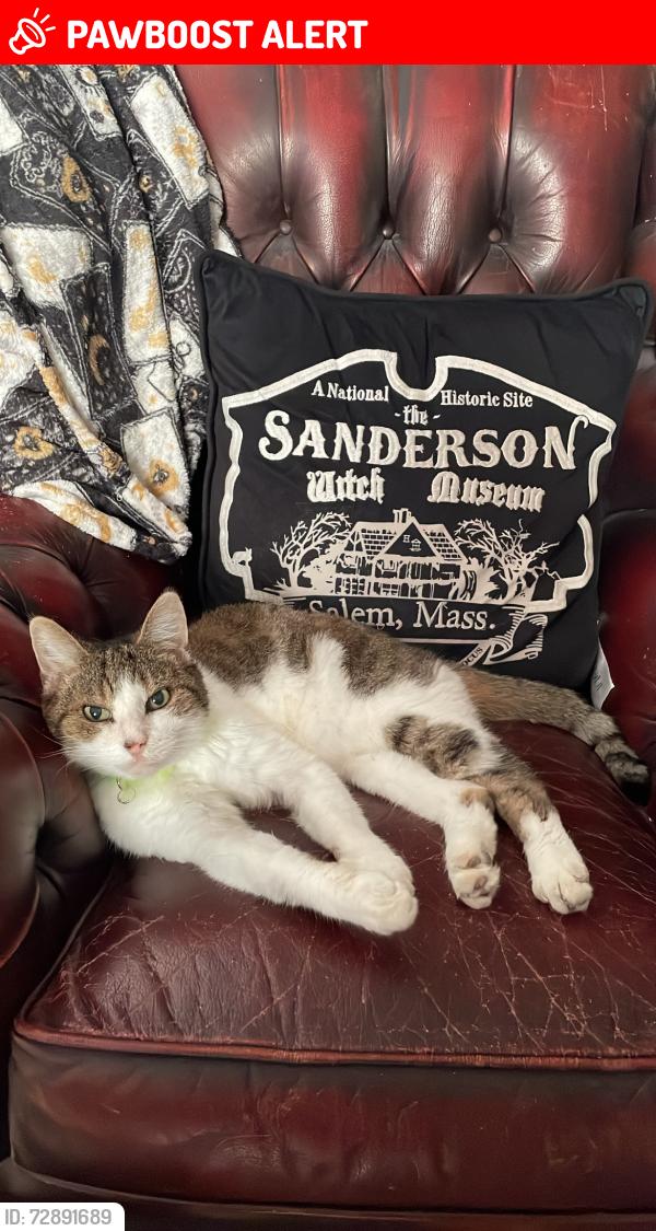 Lost Male Cat last seen LONGFIELDS CHIPPY, OFF CROFT ROAD, Hoyland, England S74 9HJ