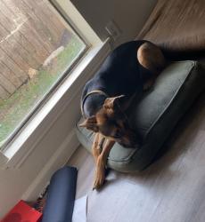 Found/Stray Female Dog last seen Maxwell s, San Antonio, TX 78230