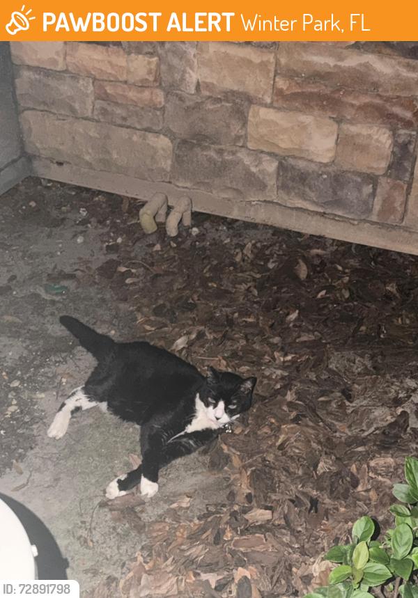 Found/Stray Female Cat last seen Near New Stonecastle Terrace, Winter Park, FL 32792