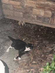 Found/Stray Female Cat last seen Near New Stonecastle Terrace, Winter Park, FL 32792