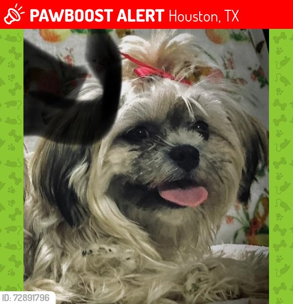 Lost Female Dog last seen Canino/ Gracia, Houston, TX 77037