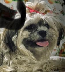 Lost Female Dog last seen Canino/ Gracia, Houston, TX 77037