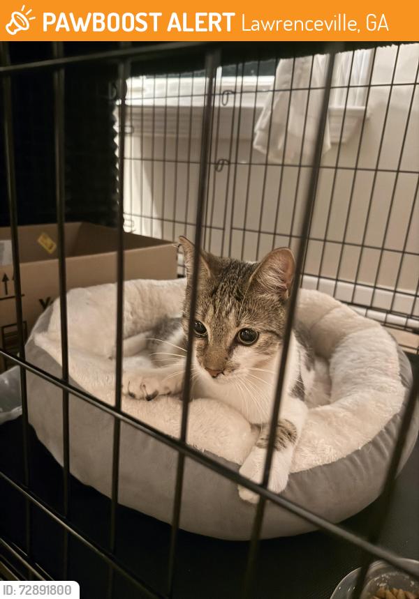 Found/Stray Unknown Cat last seen Mckendree church road , Lawrenceville, GA 30043