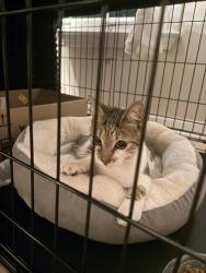 Found/Stray Unknown Cat last seen Mckendree church road , Lawrenceville, GA 30043