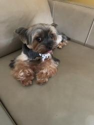 Reunited Female Dog last seen E 38th and Q, Tacoma, WA 98404