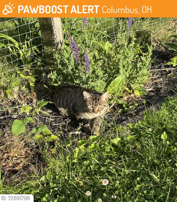 Found/Stray Male Cat last seen Omega Dr & Kingpin, Columbus, OH 43231