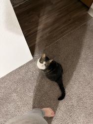 Lost Male Cat last seen Benson Drive and Haslett Road, Haslett, MI 48840