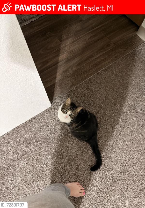 Lost Male Cat last seen Benson Drive and Haslett Road, Haslett, MI 48840