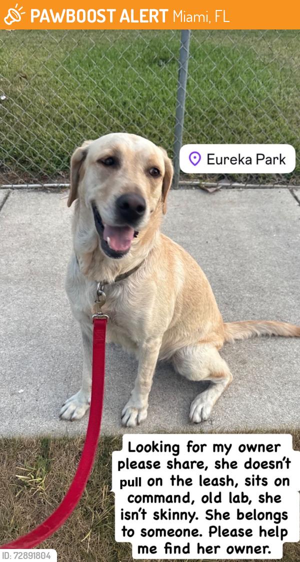 Found/Stray Female Dog last seen Near SW 184th St Miami, FL  33177 United States, Miami, FL 33177