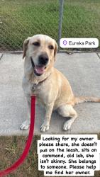 Found/Stray Female Dog last seen Near SW 184th St Miami, FL  33177 United States, Miami, FL 33177