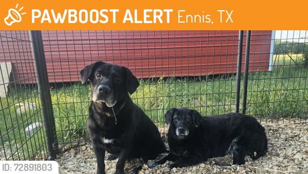 Found/Stray Male Dog last seen Near North Dallas , Ennis, TX 75119