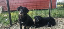 Found/Stray Male Dog last seen Near North Dallas , Ennis, TX 75119