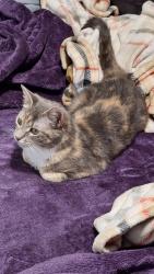 Lost Female Cat last seen 84th Street, Queens, NY 11416