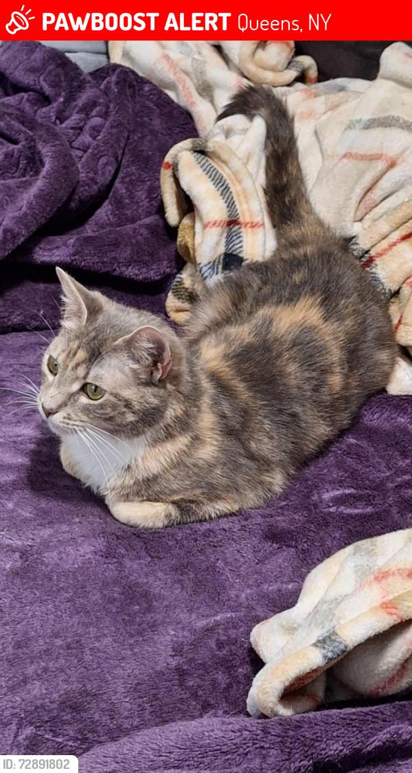 Lost Female Cat last seen 84th Street, Queens, NY 11416
