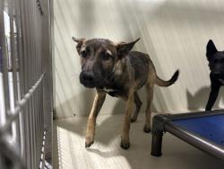 Shelter Stray Female Dog last seen Near BLOCK CASTAIC AVE, BAKERSFIELD CA 93308, Bakersfield, CA 93308