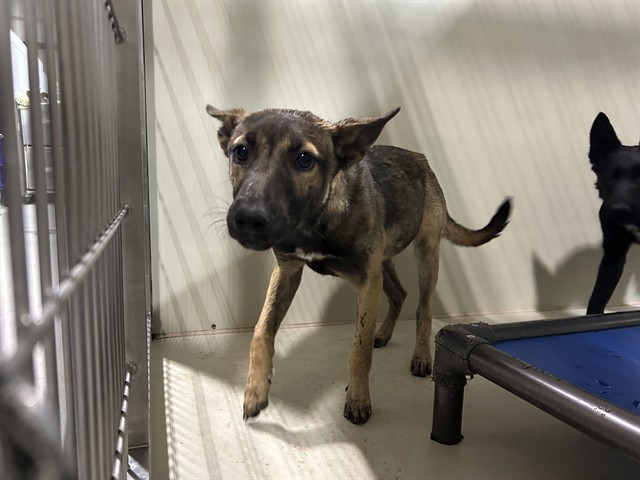 Shelter Stray Female Dog last seen Near BLOCK CASTAIC AVE, BAKERSFIELD CA 93308, Bakersfield, CA 93308