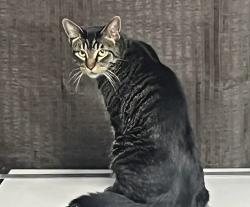 Lost Male Cat last seen Kings Row, Denton, TX 76208