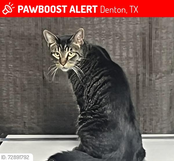 Lost Male Cat last seen Kings Row, Denton, TX 76208