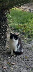 Lost Female Cat last seen Cole and Morada Lane, Stockton, CA 95210