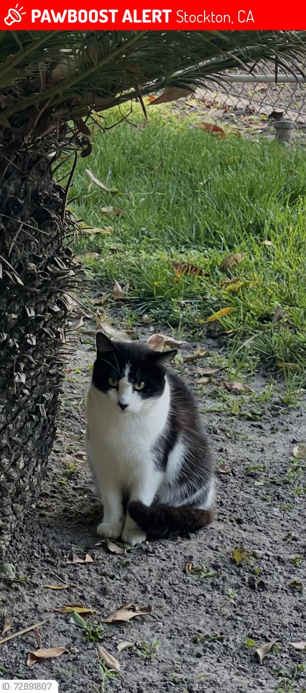 Lost Female Cat last seen Cole and Morada Lane, Stockton, CA 95210