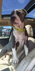 Lost Male Dog last seen Oakdale elementary , Amarillo, TX 79103