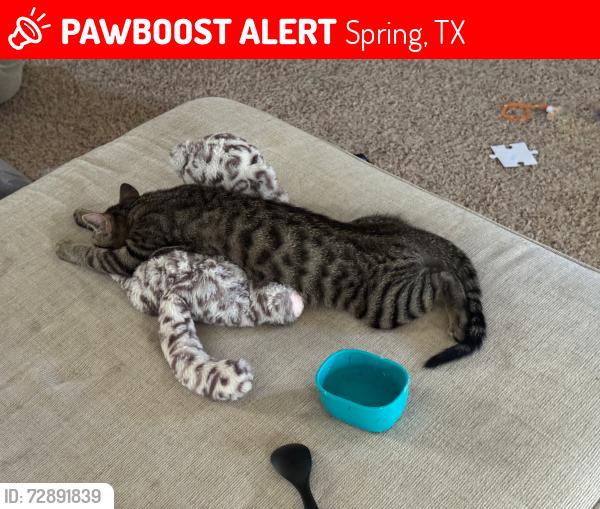 Lost Male Cat last seen Louetta, Spring, TX 77379