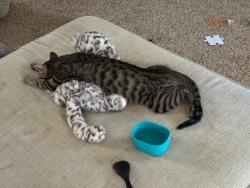 Lost Male Cat last seen Louetta, Spring, TX 77379